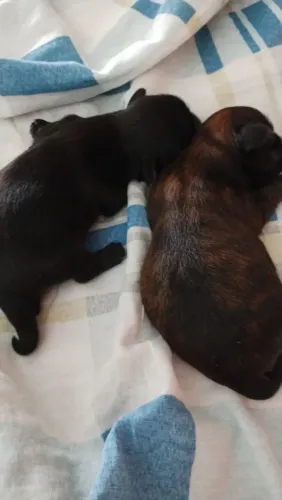 Dois machinhos shytzu. 