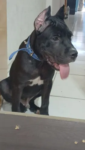 Cachorro