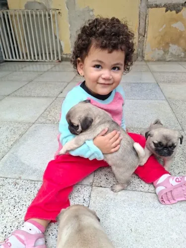 Pug Fêmea Com 50 dias