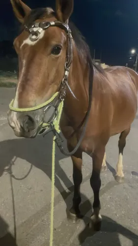 Vende-se cavalo manga larga machador