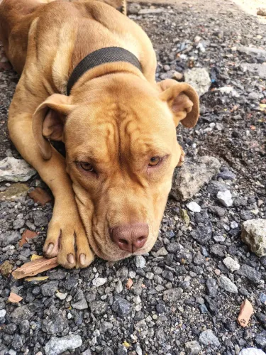 Doação Pitbull dócil