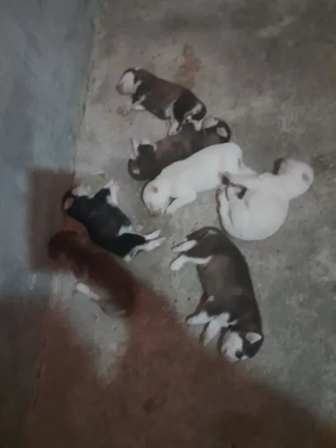 Filhote de husky siberiano 