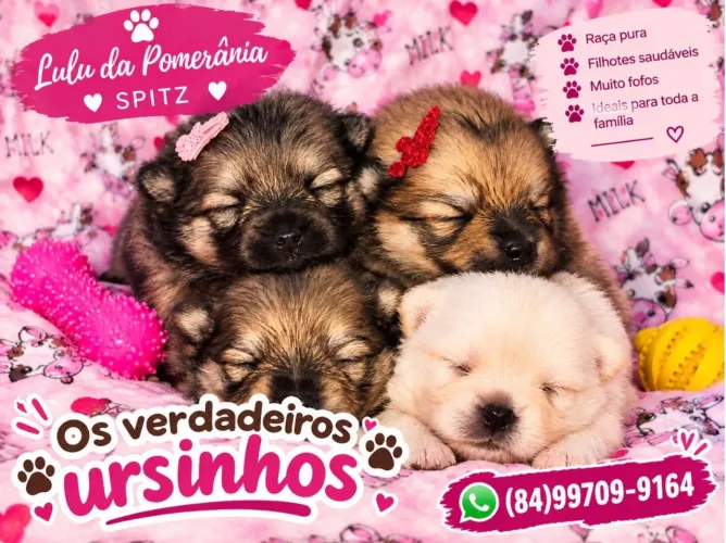 Lulu da Pomerânia ursinhos?