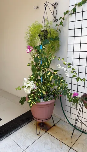 bougainville planta natural com jarro