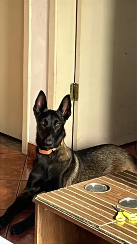 Vendo pastor belga malinois de alta linhagem e iniciada no adestramento
