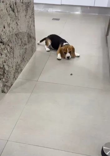 Leve alegria para sua casa com um lindo Beagle!