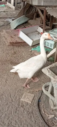 VENDO GANSO FÊMEA
