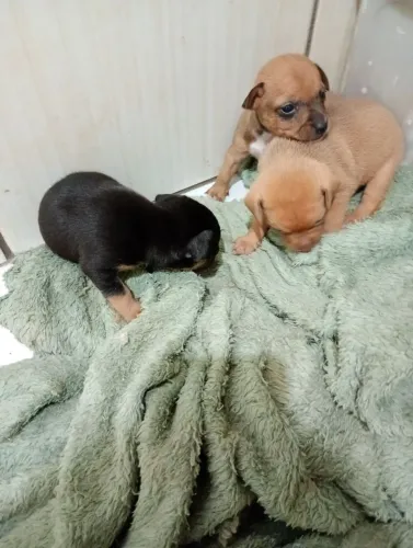 Tenho Pincher macho disponível pra venda 