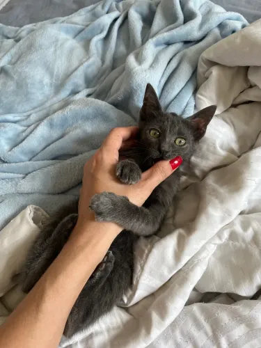Doação de gatinha filhote cinza 2 meses