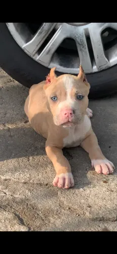 Filhotes de Pitbull