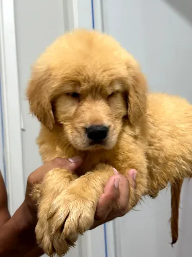 Golden retriver com pedigree 