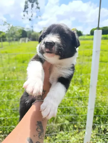 Filhote de BORDER collie disponível 