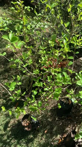 Viveiro de Plantas