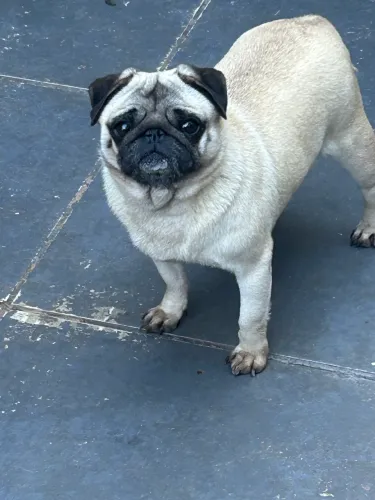 Pug fêmea não castrada 3 anos