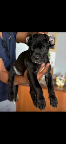 Filhotes cane corso 