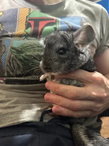 Chinchila Macho - 4 meses