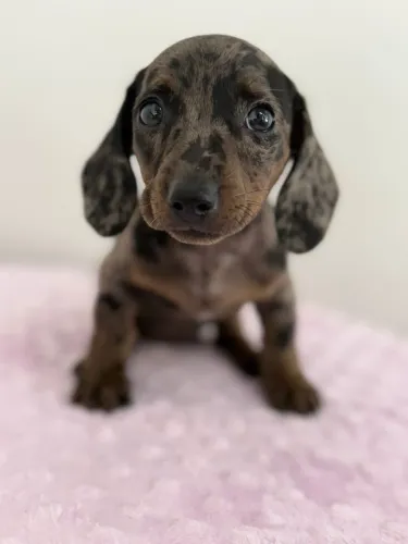 dachshund salsichinha