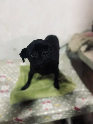 Vendo Pug Fêmea