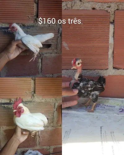 Novos