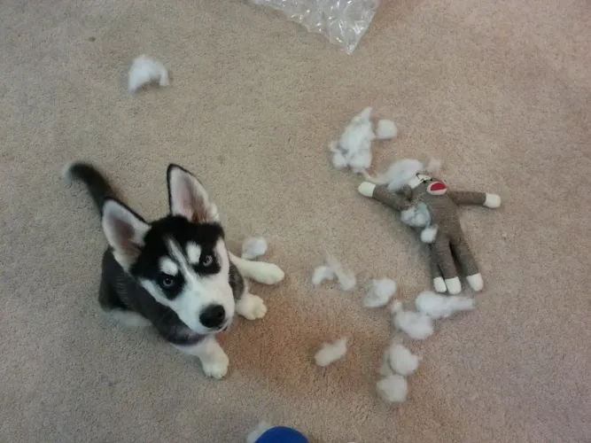 Husky siberiano Um doguinho disponível para quem quer conhecer uma nova companhia