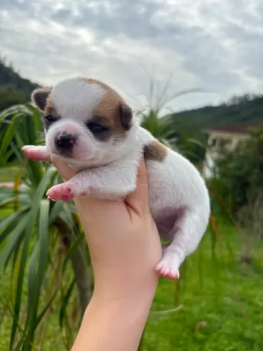Vendo chihuahua macho pelo curto