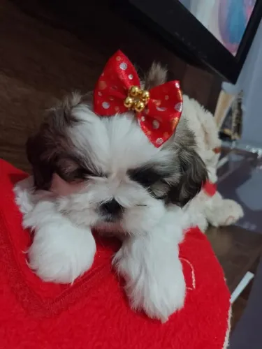 Shih tzu Esse cachorrinho leva amor por onde passa