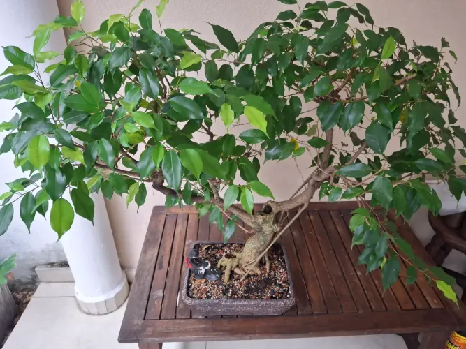 Pre-bonsai de Ficus Benjamim. 