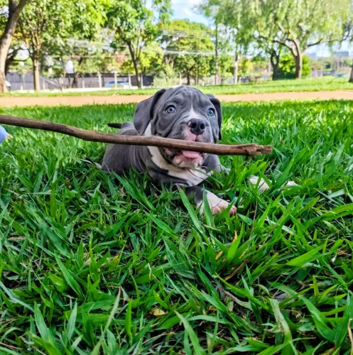 American bully
