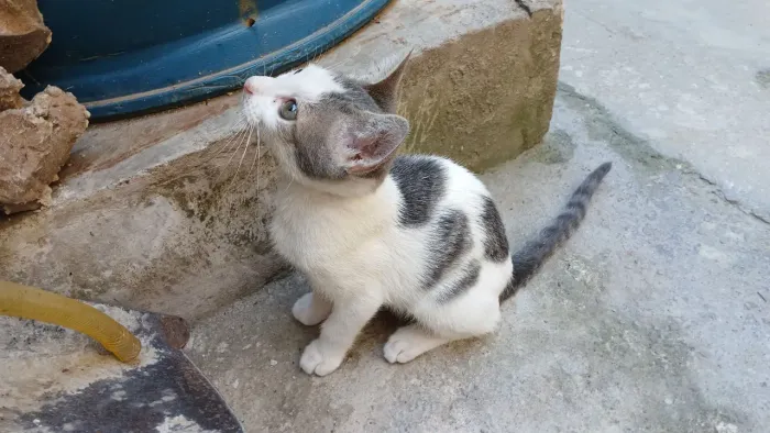 Doação de abandonados 