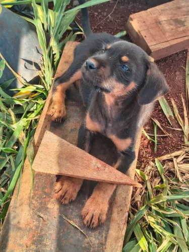 Cachorrinhos para doação ?