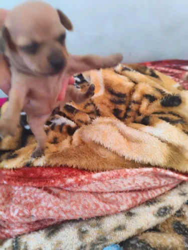 Pincher