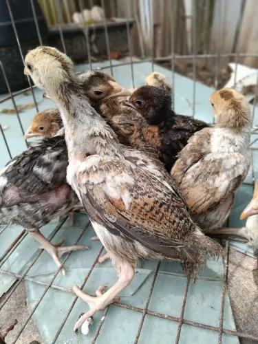 Vendo lote de pintainhos caipira mãe ovo azul