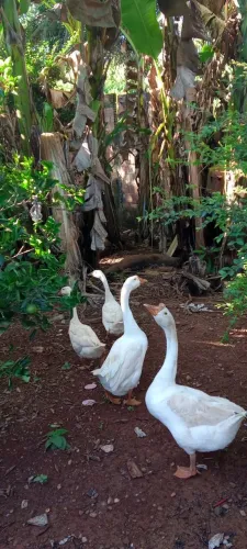 Casal de Ganso chinês 