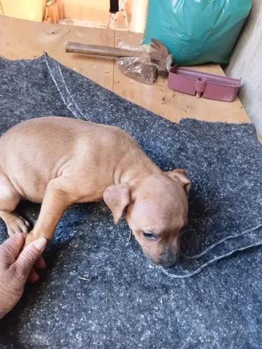Vende -se Pitbull fêmea caramelo