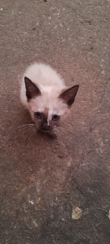 Filhote de Gato Siamês Lindo - Super Manso e Carinhoso
