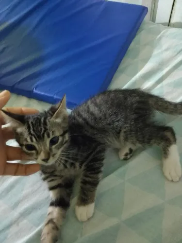 Doa se gatinhos