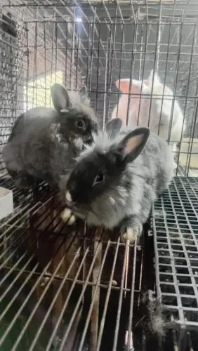 Doação coelhos machos