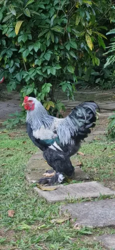 Franguinhos Brahma dark de excelente linhagem!