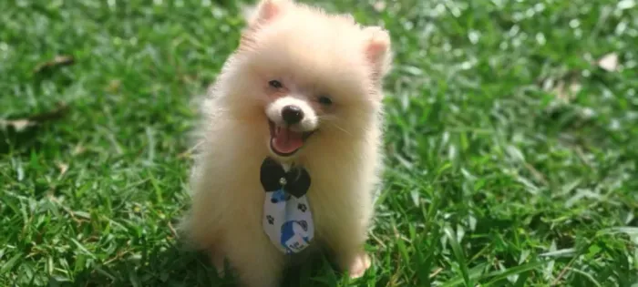 Spitz Alemão lindo e muito peludo!