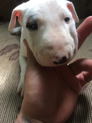 Bull Terrier filhote com Pedigree, vacinado e vermifugado