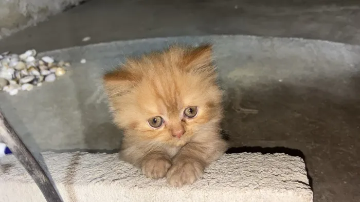 Gata fêmea persa disponível