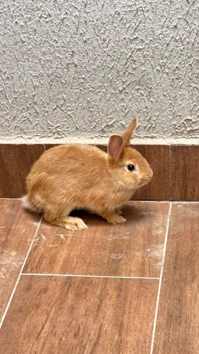 Coelhinhos