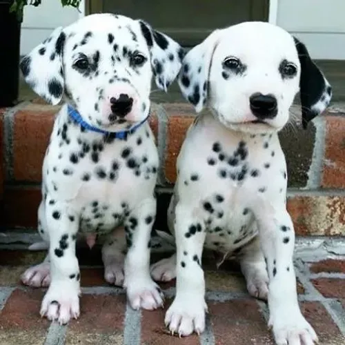 Dálmata de luxo parcelo até 12x pedigree grátis 