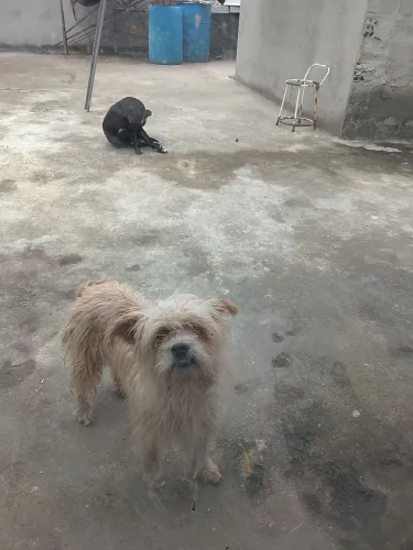Doa se uma cachorrinha