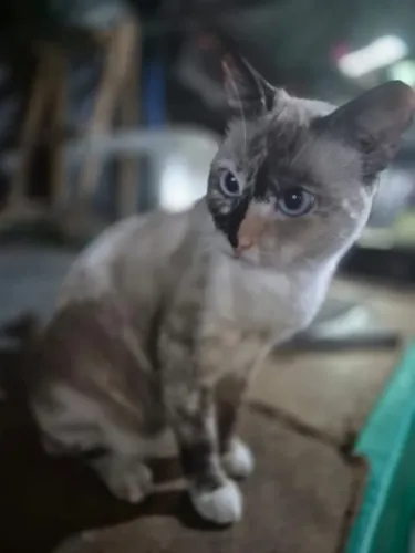 Gata, 2 anos, castrada e vacinada
