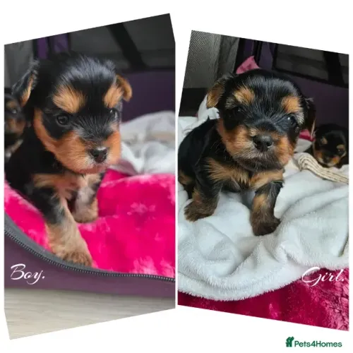 Filhote de cachorro Yorkshire/York companheiros e muito brincalhões
