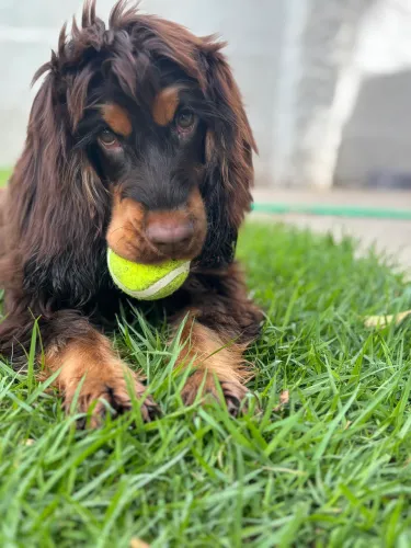 Hotel para cães - Hospedagem e creche para cachorros