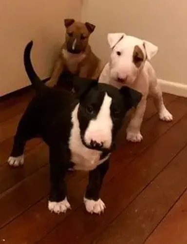 Bull Terrier Filhotes encantadores