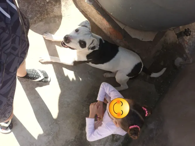 Doa-se Cachorro