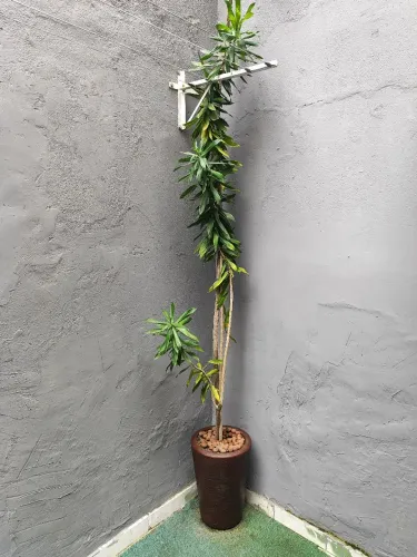 Planta Pleomele (canção Da Índia) Entre 4 E 5 Metros Com Vaso